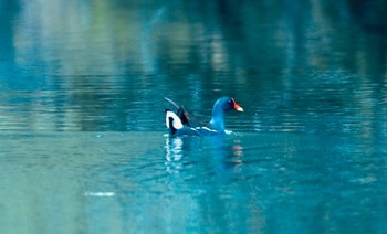 未同定 場所が不明 2019年5月13日(月)