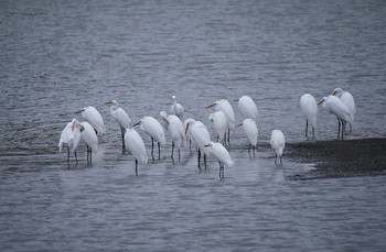 Great Egret Isanuma Sun, 10/6/2019