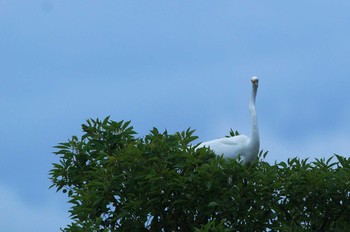 ダイサギ 野川 2019年10月6日(日)