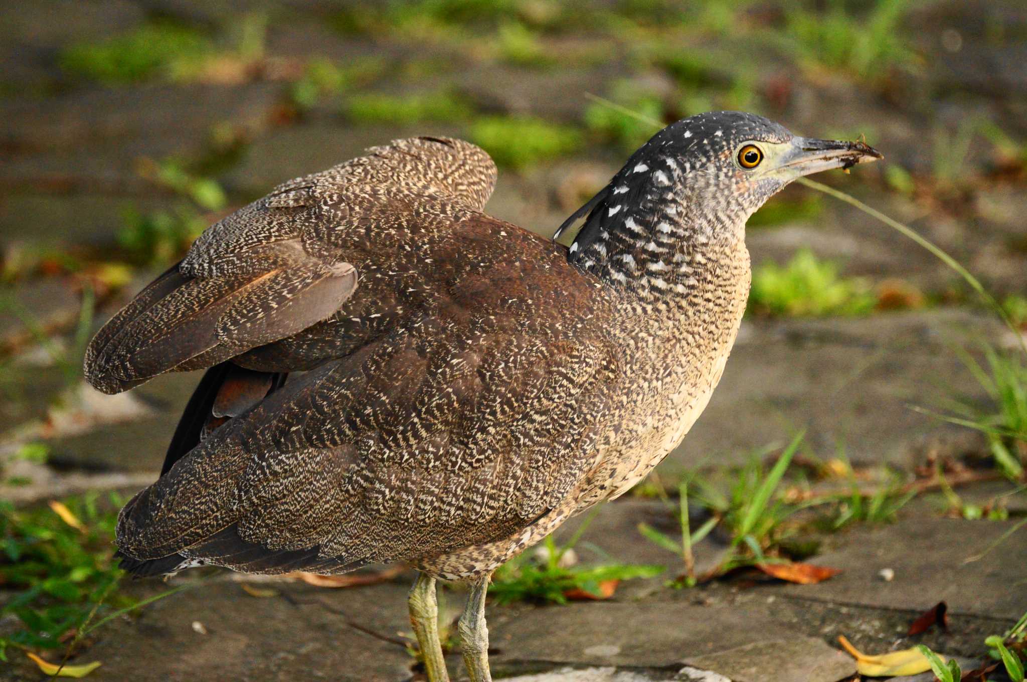 Photo of Malayan Night Heron at 台湾 by bea