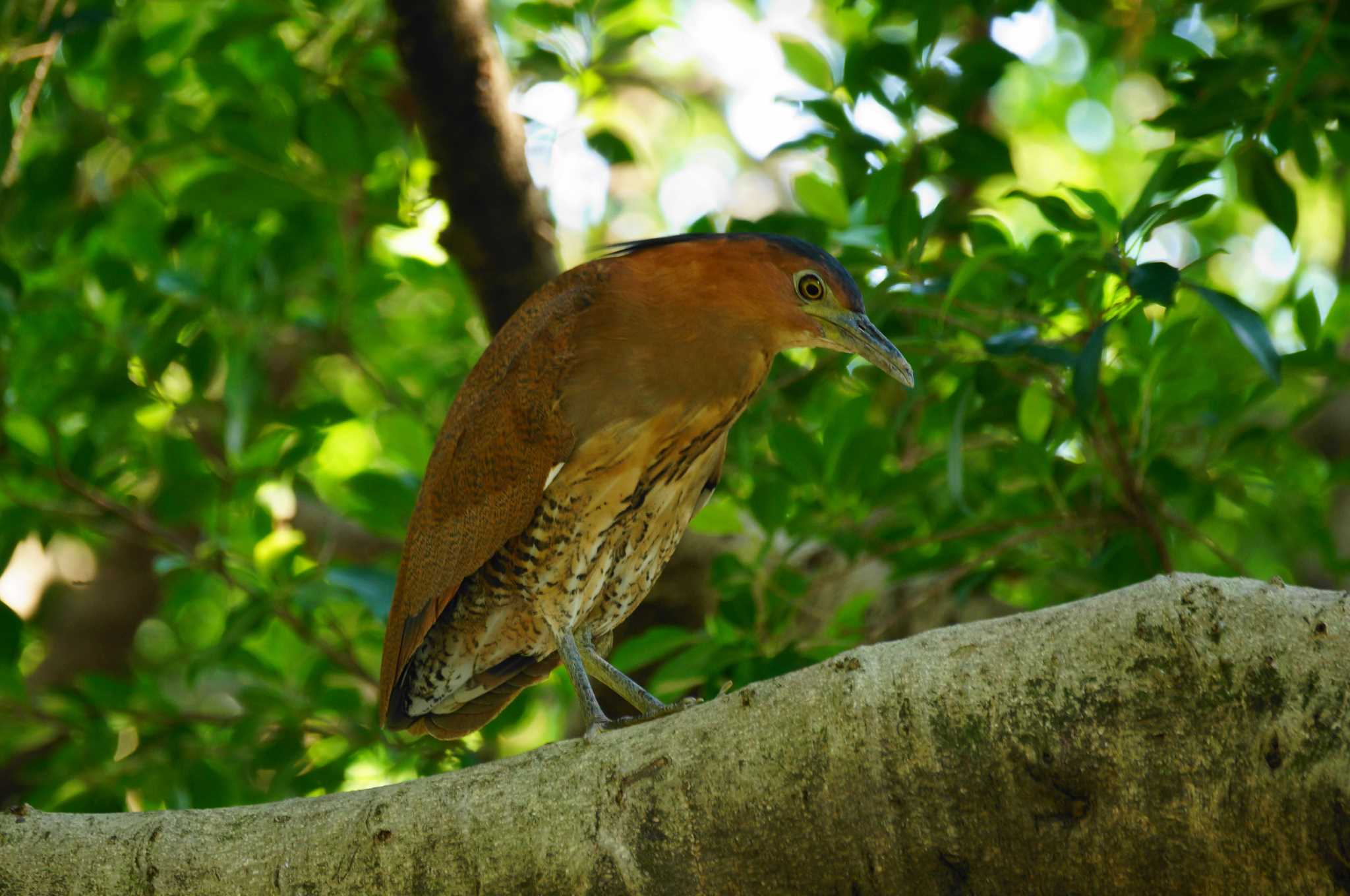 Photo of Malayan Night Heron at 台湾 by bea