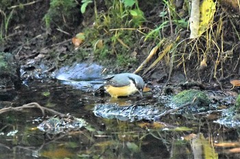 Eurasian Nuthatch Lake Kawaguchiko Field Center Thu, 10/10/2019