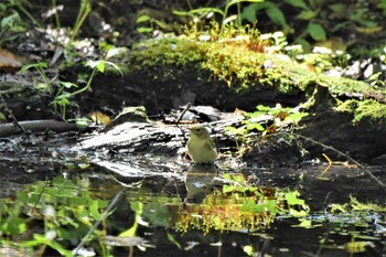 Narcissus Flycatcher Lake Kawaguchiko Field Center Thu, 10/10/2019