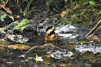 Varied Tit Lake Kawaguchiko Field Center Thu, 10/10/2019