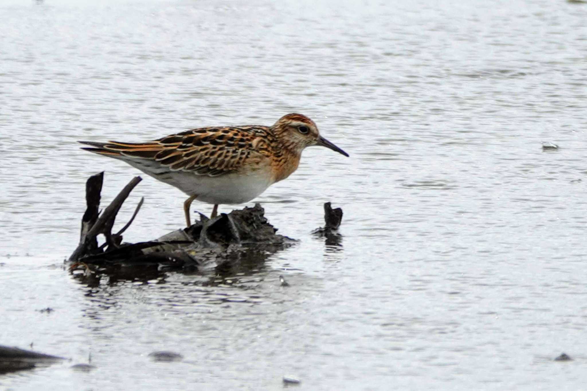 Photo of Sharp-tailed Sandpiper at Inashiki by サジタリウスの眼