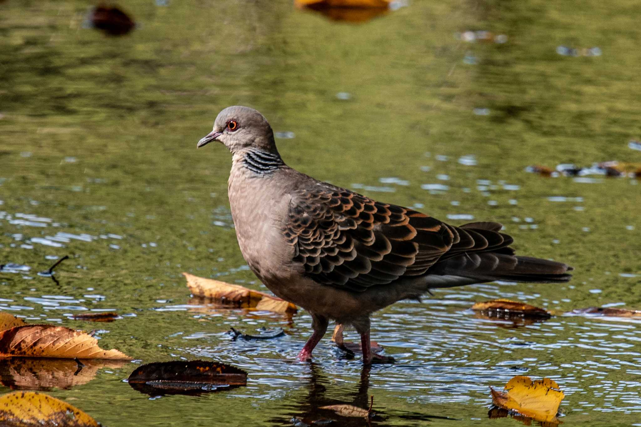 明石公園 キジバトの写真 by ときのたまお