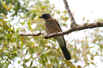 Eurasian Jay Akigase Park Tue, 10/8/2019