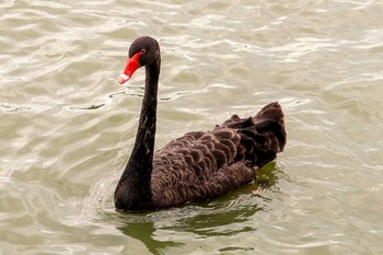 コクチョウ 千波湖公園 2019年8月13日(火)