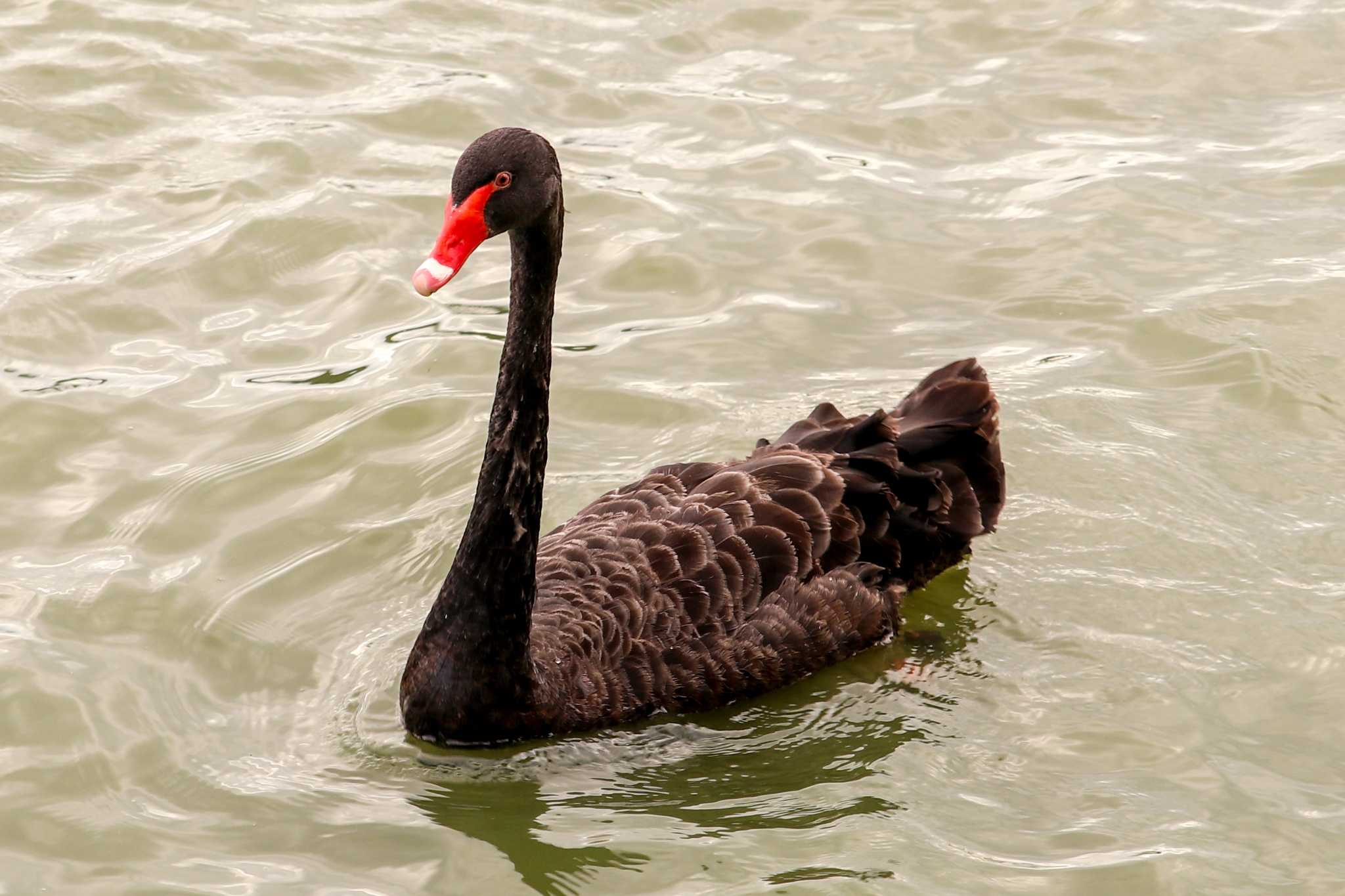 Photo of Black Swan at 千波湖公園 by Yuka