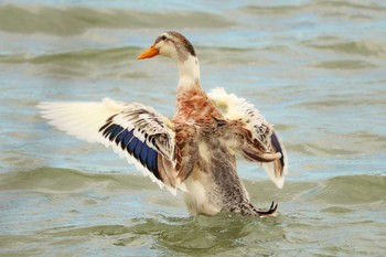 未同定 千波湖公園 2019年8月13日(火)