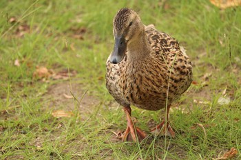 未同定 千波湖公園 2019年8月13日(火)