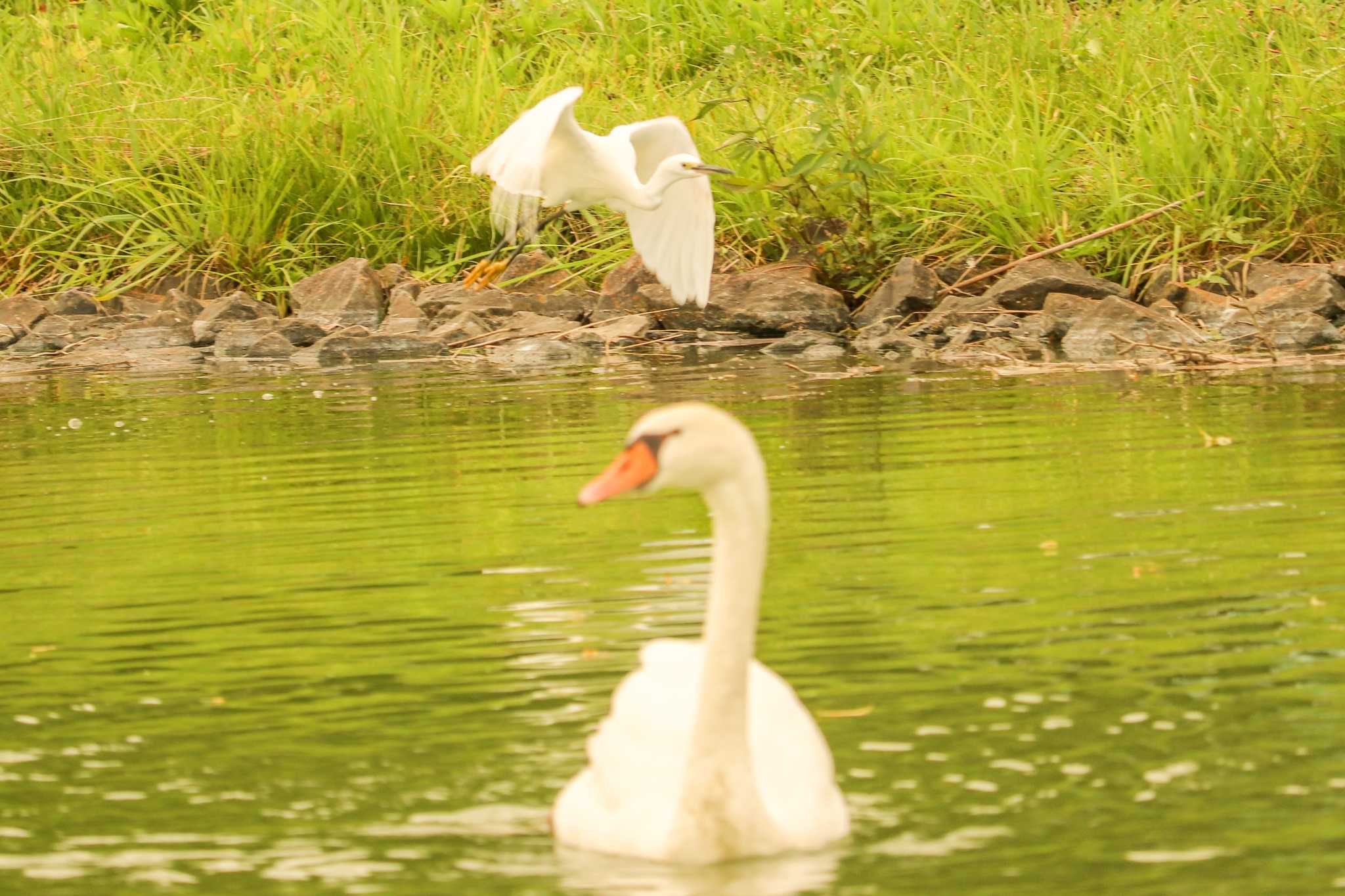 Mute Swan