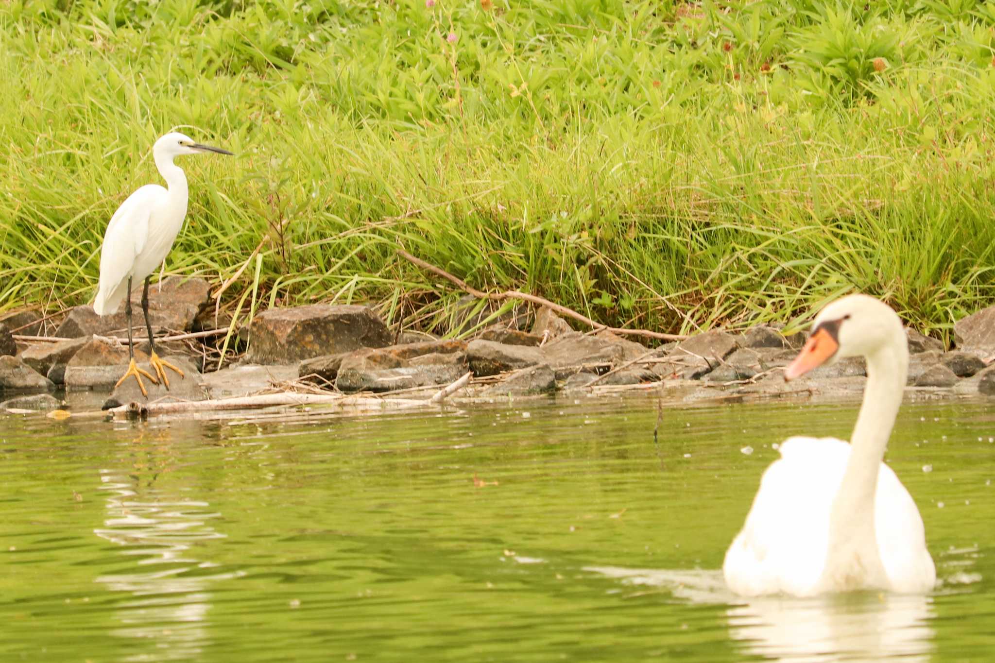 Mute Swan