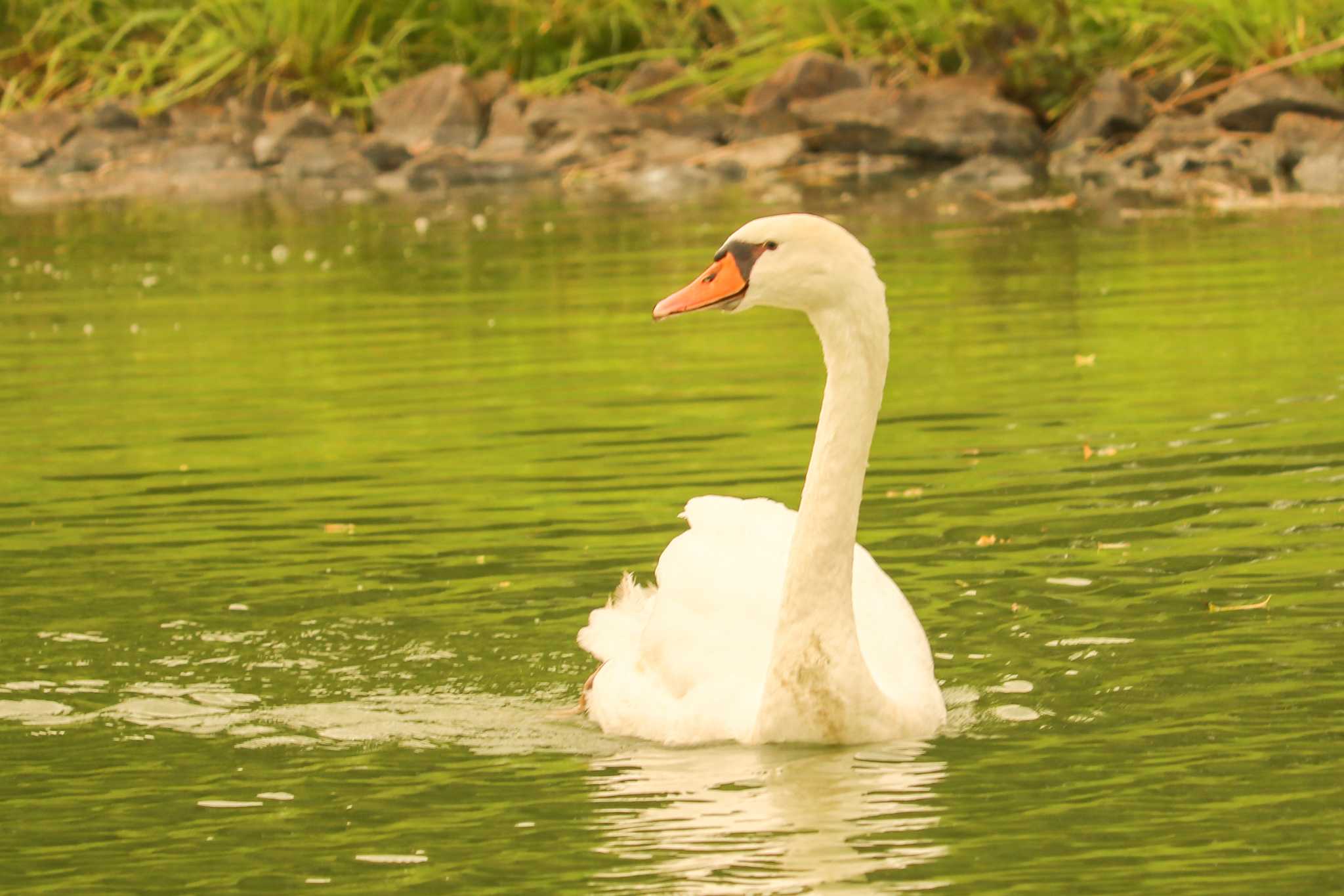 Mute Swan