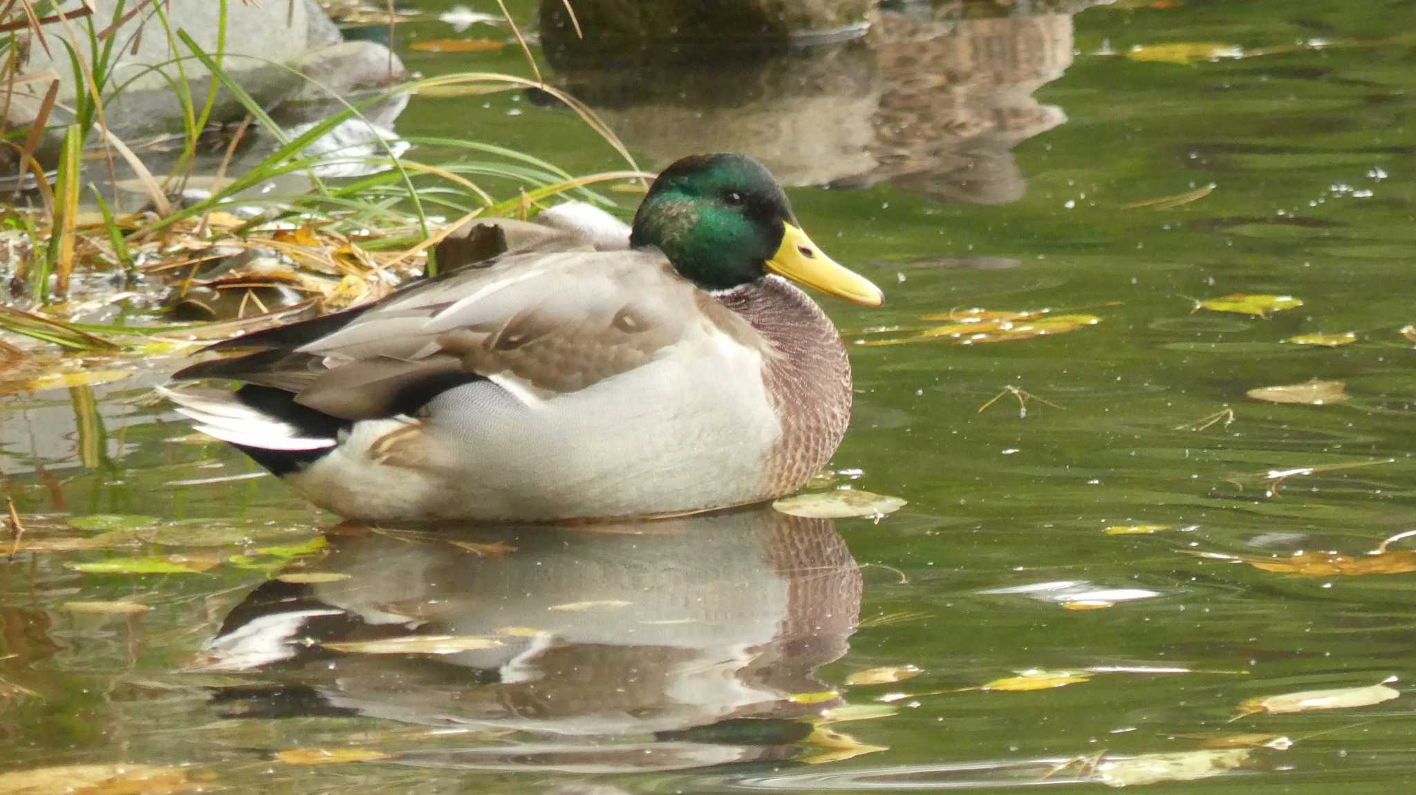 マガモ