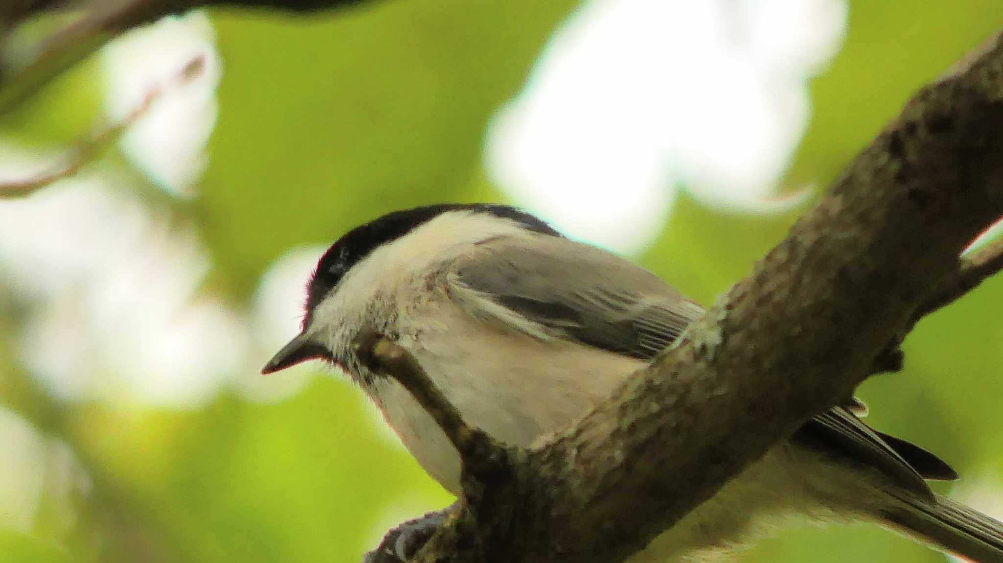 ハシブトガラ