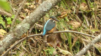 2019年10月12日(土) 北大研究林(北海道大学苫小牧研究林)の野鳥観察記録