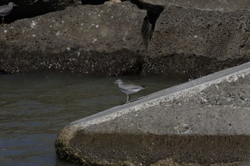 Grey-tailed Tattler Unknown Spots Thu, 9/19/2019