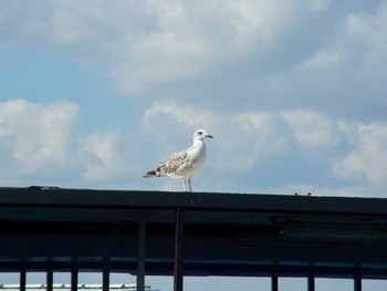 キアシオオセグロカモメ Istanbul, Turkey 2011年9月23日(金)