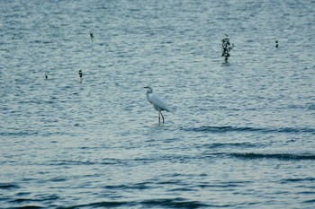 ダイサギ Cairns 2016年12月22日(木)