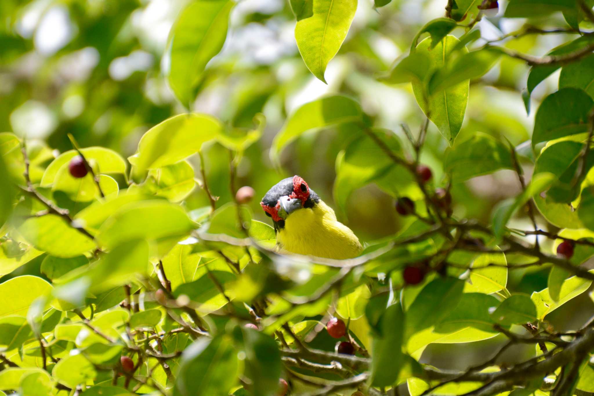 Cairns チモールメガネコウライウグイスの写真 by Susumu Kuwabara