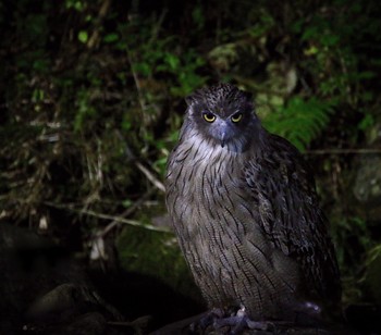 Blakiston's Fish Owl