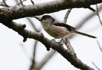Long-tailed Tit さくら草公園 Tue, 10/8/2019
