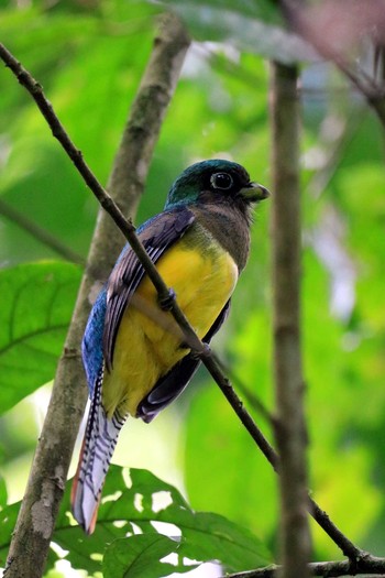 Northern Black-throated Trogon Selva Verde Lodge Wed, 9/25/2019