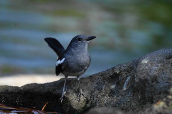 シキチョウ 台湾 2019年10月2日(水)