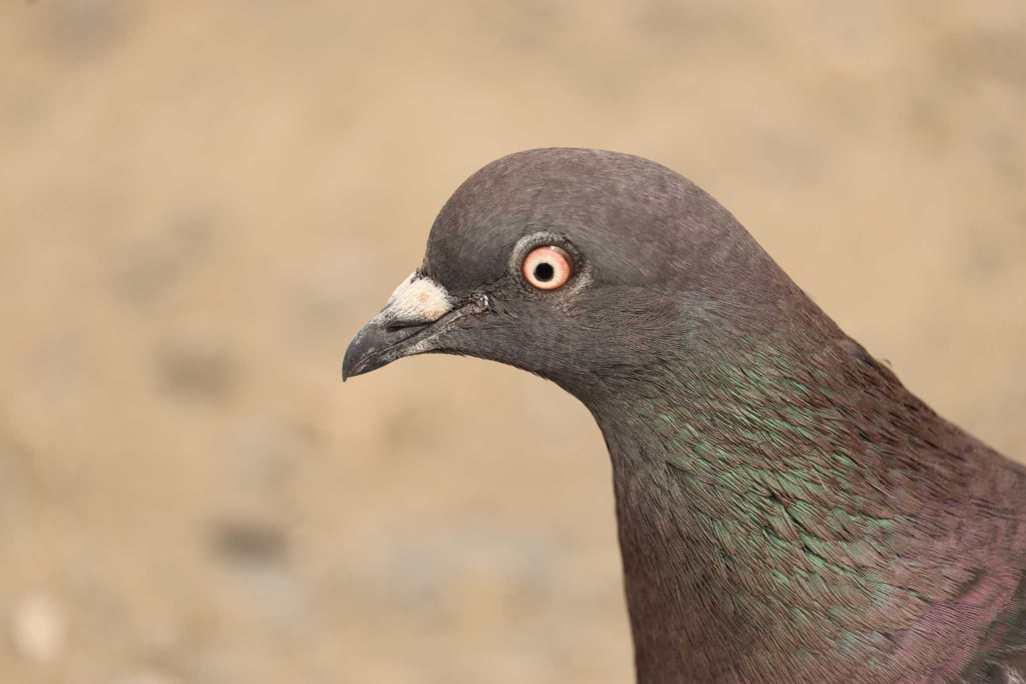 Rock Dove