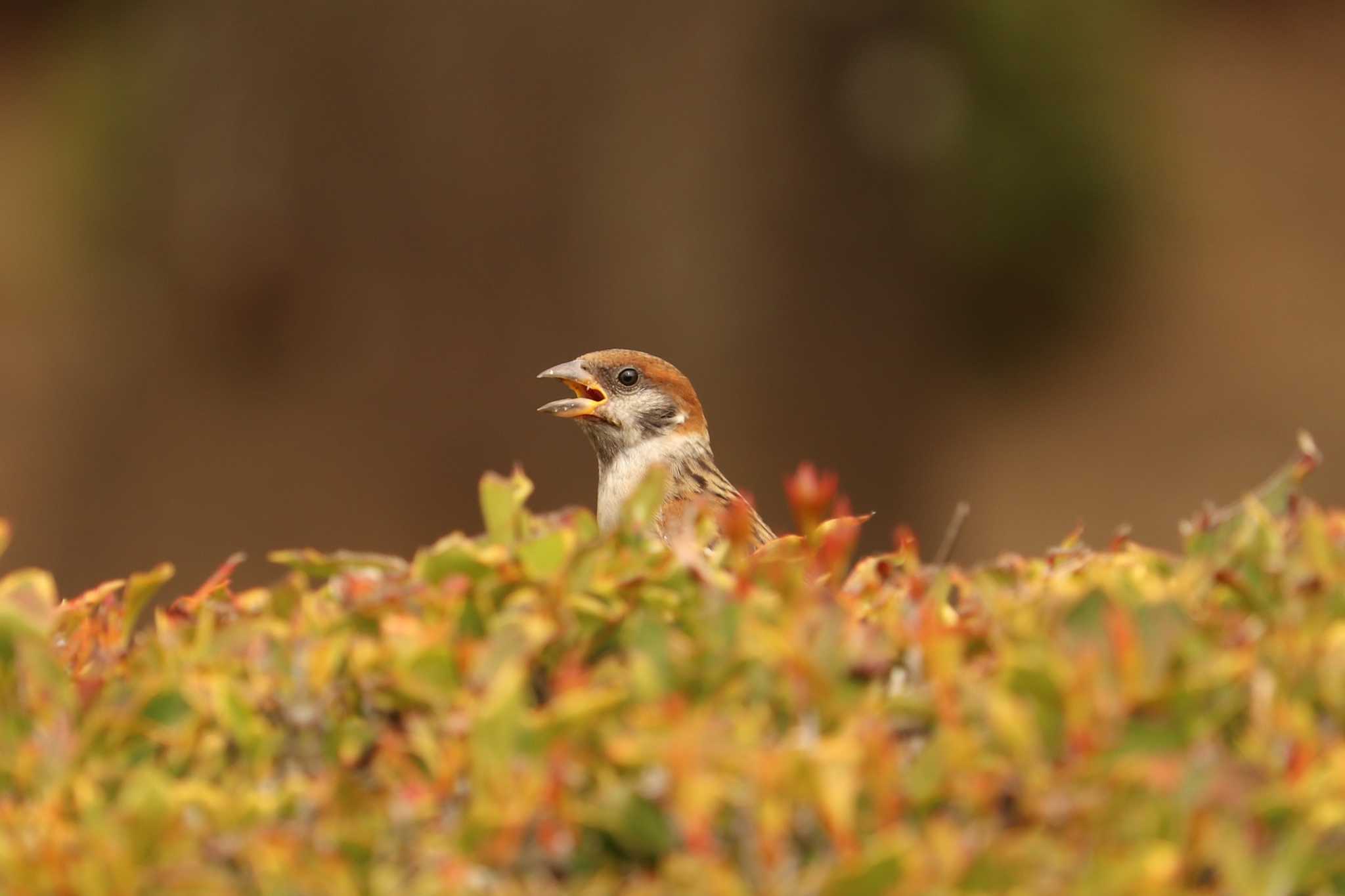 Eurasian Tree Sparrow