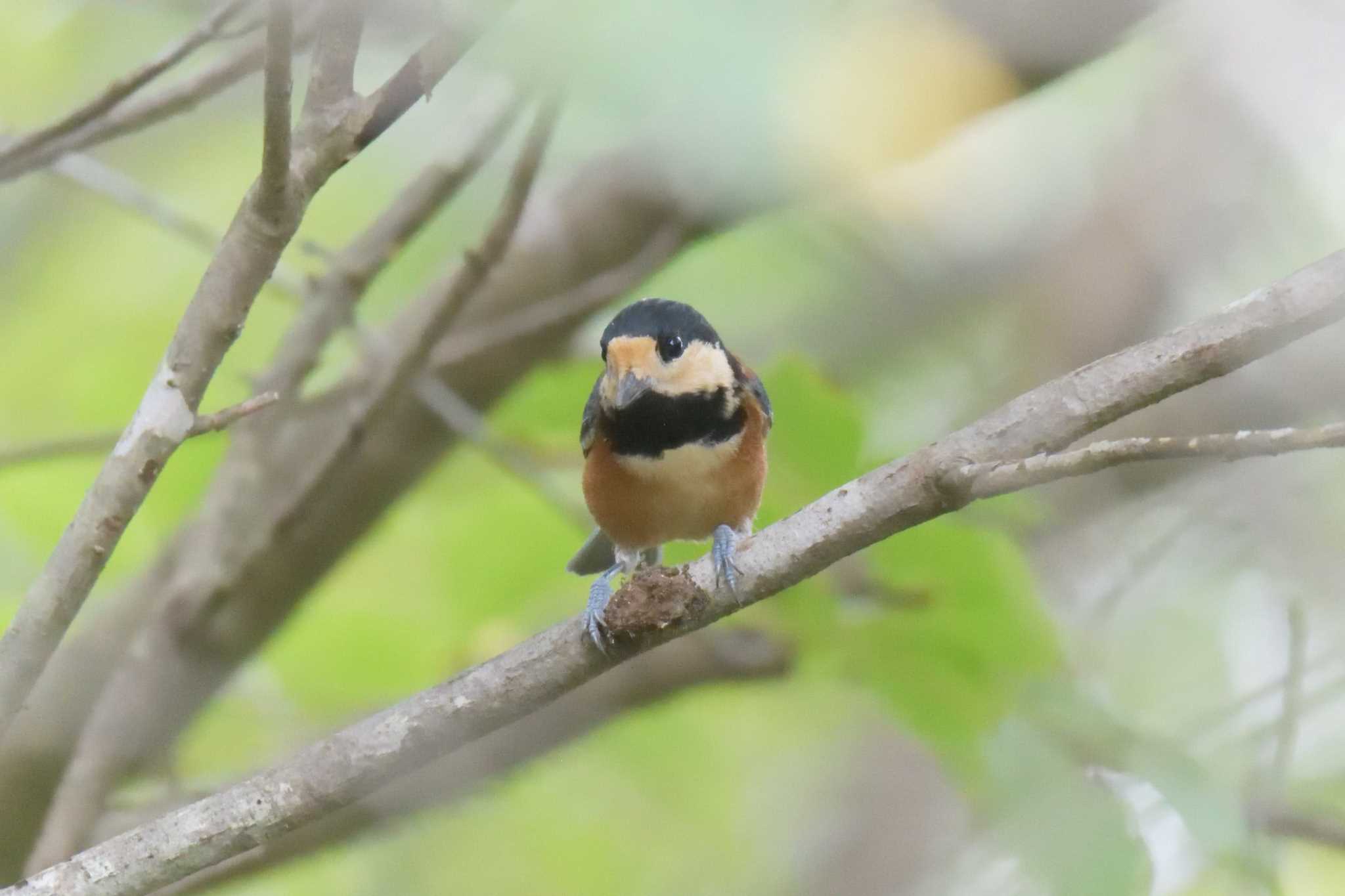 三重県上野森林公園 ヤマガラの写真 by masatsubo