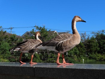 Swan Goose Oikeshinsui Park Sun, 10/13/2019