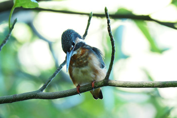 Common Kingfisher 善福寺公園 Sun, 10/13/2019