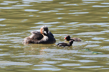 Little Grebe Machida Yakushiike Park Sun, 10/13/2019