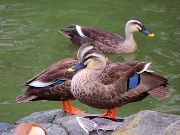 Eastern Spot-billed Duck Oikeshinsui Park Sun, 10/13/2019