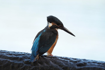 Common Kingfisher 善福寺公園 Sun, 10/13/2019