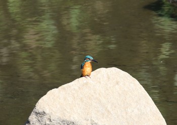 Common Kingfisher 大分県竹田市飛田川 Thu, 9/5/2019