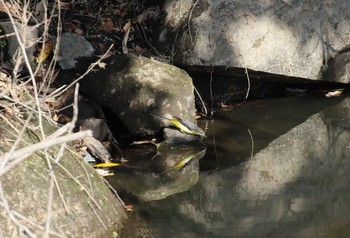 Grey Wagtail 大分県竹田市 Sun, 10/13/2019