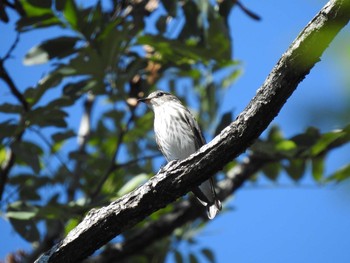 Grey-streaked Flycatcher 市民四季の森 Sun, 10/13/2019