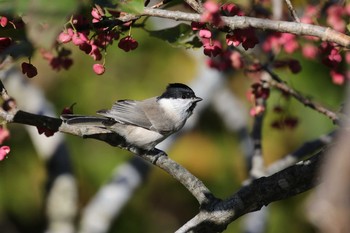 Sun, 10/13/2019 Birding report at Hakodateyama