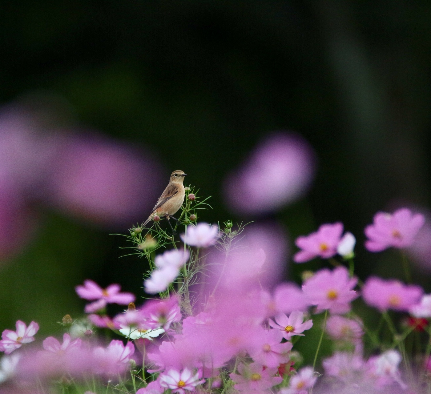 埼玉県 ノビタキの写真 by ゴロー