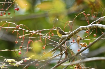 Mugimaki Flycatcher 札幌市 Sun, 10/13/2019