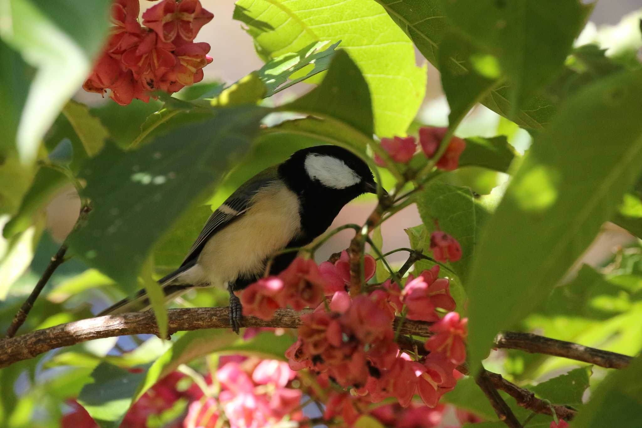 シジュウカラ