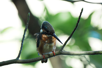 Common Kingfisher 善福寺公園 Sun, 10/13/2019