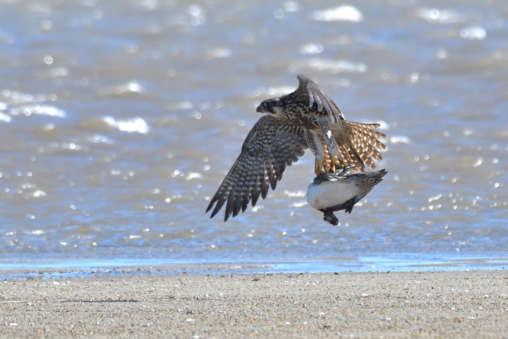  ハヤブサの写真 by 倶利伽羅