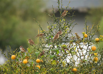 Eurasian Tree Sparrow 彩湖公園 Tue, 10/8/2019