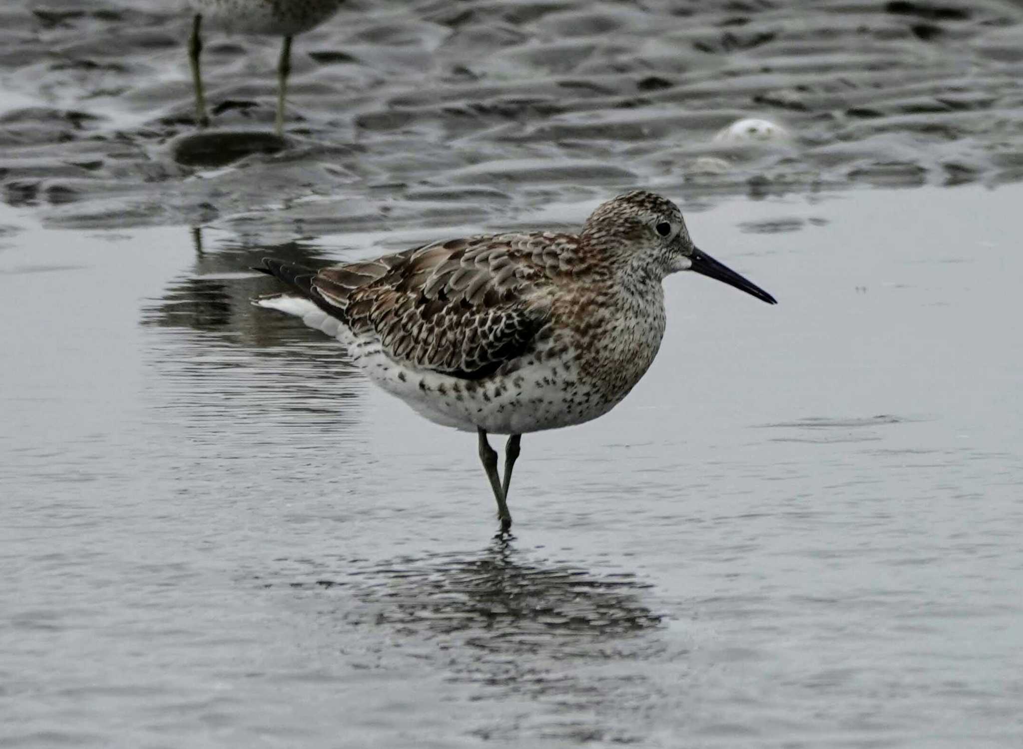 Photo of Great Knot at Sambanze Tideland by サジタリウスの眼