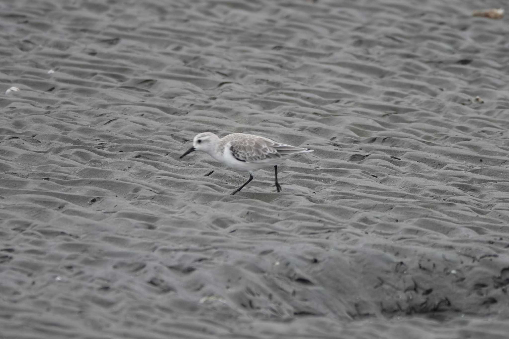 ふなばし三番瀬海浜公園 ミユビシギの写真 by サジタリウスの眼