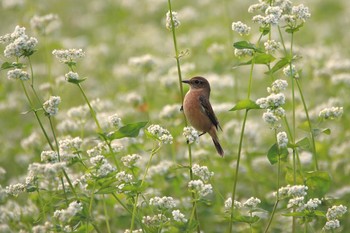 ノビタキ 埼玉県 撮影日未設定